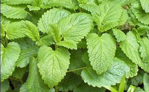 Yu Sleep Ingredient6